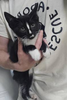 Raisin -  Domestic Short Hair Cat for Adoption in Dickson, Tennessee - Raisin | PetCurious