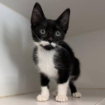 DJ Catnip -  Domestic Short Hair Cat for Adoption in Oakland, California - DJ Catnip | PetCurious