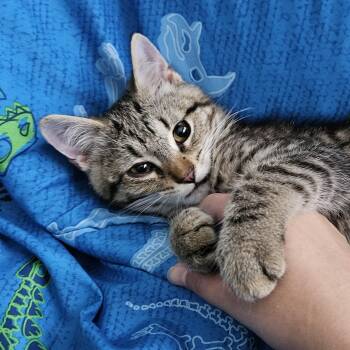 Ugo (FA/FF) -  Domestic Short Hair Cat for Adoption in Sainte-angèle-de-monnoir, Quebec - Ugo (FA/FF) | PetCurious