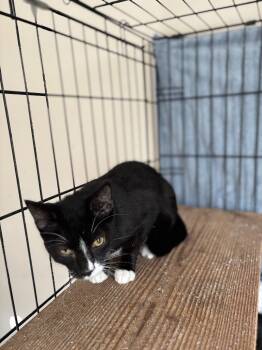 Rescue Domestic Short Hair Cats for Adoption in Camp Hill, Pennsylvania - Ripley | PetCurious