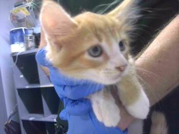 SPAGHETTI -  Domestic Short Hair Cat for Adoption in Tallahassee, Florida - SPAGHETTI | PetCurious