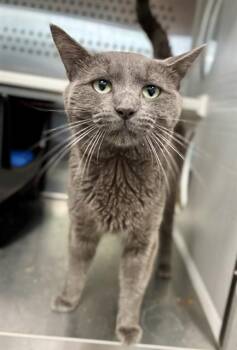 ATLAS -  Domestic Short Hair Cat for Adoption in Kalamazoo, Michigan - ATLAS | PetCurious