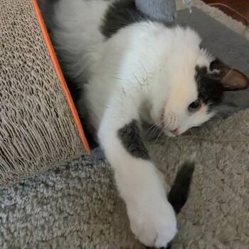 Crimson -  Domestic Medium Hair Cat for Adoption in Abbotsford, British Columbia - Crimson | PetCurious