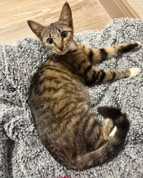 Penelope -  Domestic Short Hair Cat for Adoption in Corpus Christi, Texas - Penelope | PetCurious
