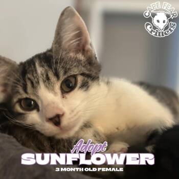 Sunflower -  Domestic Short Hair Cat for Adoption in Wilmington, North Carolina - Sunflower | PetCurious