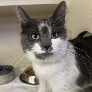 Domestic Medium Hair Cats Available for Adoption in Wantagh, New York - Juliette | PetCurious