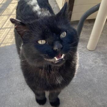 Domestic Short Hair Cats Available for Adoption in Sheridan, Wyoming - Stinky | PetCurious