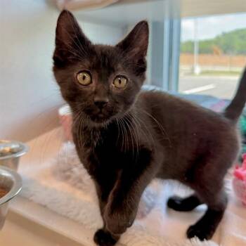 SPICE -  Domestic Short Hair Cat for Adoption in Leesburg, Virginia - SPICE | PetCurious