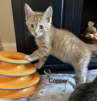 Litter A -  Domestic Short Hair Cat for Adoption in Lititz, Pennsylvania - Litter A | PetCurious