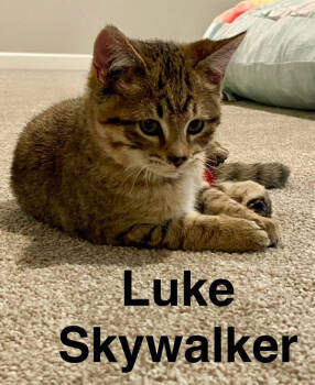 Rescue Domestic Short Hair Cats for Adoption in Minneapolis, Minnesota - Luke | PetCurious