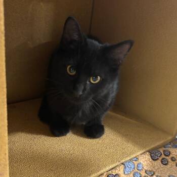Roman -  Domestic Short Hair Cat for Adoption in Harrisonburg, Virginia - Roman | PetCurious