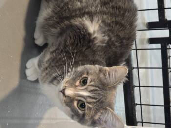Rescue Domestic Short Hair Cats for Adoption in Iowa Falls, Iowa - Dino | PetCurious