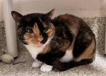 Domestic Short Hair Cats Available for Adoption in Colorado Springs, Colorado - NAIROBI | PetCurious