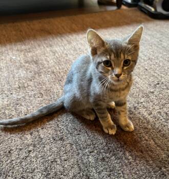 Harper -  Tabby Cat for Adoption in Woodinville, Washington - Harper | PetCurious
