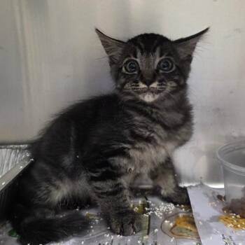 Lo"ak -  Domestic Short Hair Cat for Adoption in Milton, Florida - Lo"ak | PetCurious