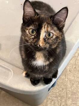 Prudence Burk -  Tortoiseshell Cat for Adoption in Somerset, Kentucky - Prudence Burk | PetCurious