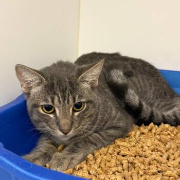 Dipper -  Domestic Short Hair Cat for Adoption in West Palm Beach, Florida - Dipper | PetCurious