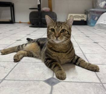 Lars -  Domestic Short Hair Cat for Adoption - Lars | PetCurious