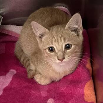 Steve -  Domestic Short Hair Cat for Adoption in Ballston Spa, New York - Steve | PetCurious