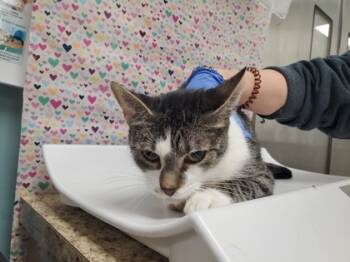 Rescue Domestic Short Hair Cats for Adoption in Maumee, Ohio - Sunny | PetCurious