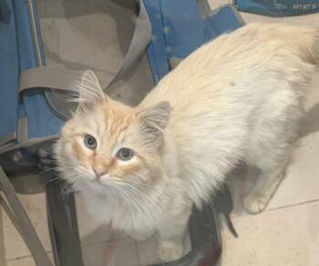 Siamese Cats Available for Adoption - Phoenix | PetCurious