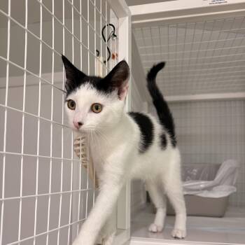 Dinky -  Domestic Short Hair Cat for Adoption in Suffolk, Virginia - Dinky | PetCurious