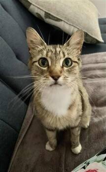 Rescue Domestic Short Hair Cats for Adoption in Brentwood, Missouri - MILLY | PetCurious