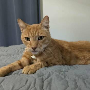 Gordon -  Domestic Short Hair Cat for Adoption in Nampa, Idaho - Gordon | PetCurious