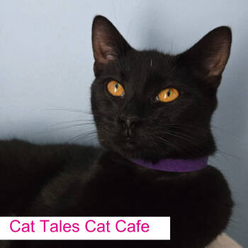 Rescue Domestic Short Hair Cats for Adoption in Chapel Hill, North Carolina - Chi Chi | PetCurious