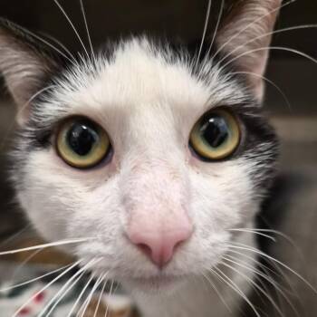 Jack -  Domestic Short Hair Cat for Adoption in Bentonville, Arkansas - Jack | PetCurious