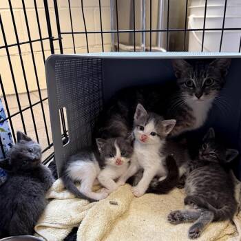 Boppity Willis-RW -  Domestic Short Hair Cat for Adoption in Tallahassee, Florida - Boppity Willis-RW | PetCurious