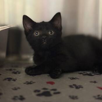 Sprite -  Domestic Short Hair Cat for Adoption in Bedford, New Hampshire - Sprite | PetCurious