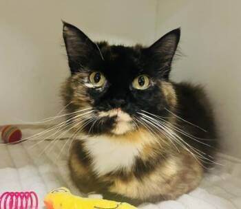 Jade -  Domestic Medium Hair and Domestic Short Hair Cat for Adoption in Savannah, Georgia - Jade | PetCurious