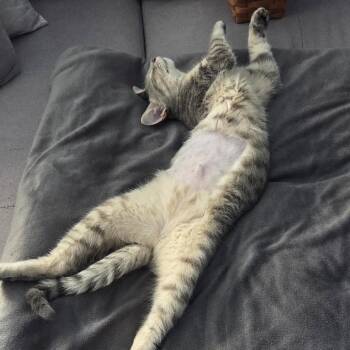 Spoon -  Domestic Short Hair Cat for Adoption in Evanston, Illinois - Spoon | PetCurious
