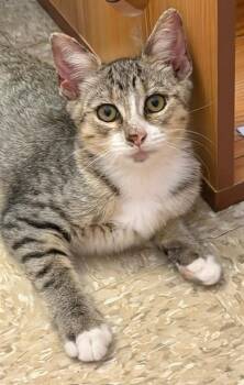 Sweetie -  Domestic Short Hair Cat for Adoption in Spring Brook, New York - Sweetie | PetCurious