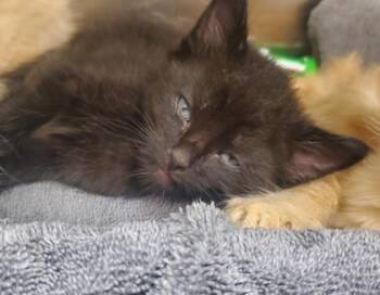Caleb -  Domestic Short Hair Cat for Adoption in Kansas City, Missouri - Caleb | PetCurious