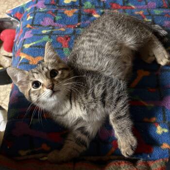 Julian -  Domestic Medium Hair Cat for Adoption in Garden City, Michigan - Julian | PetCurious