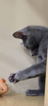 Domestic Short Hair Cats Available for Adoption in Rowlett, Texas - Gumdrop | PetCurious