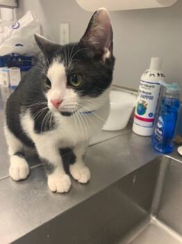 Rescue Domestic Short Hair Cats for Adoption in Angola, Indiana - Reed | PetCurious