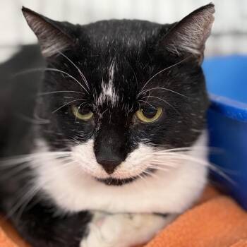 Abraham -  Domestic Short Hair Cat for Adoption in New York, New York - Abraham | PetCurious