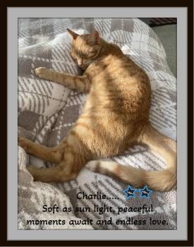 Rescue Domestic Short Hair Cats for Adoption in Winston-salem, North Carolina - Charlie’s Soulful Green Eyes Are Waiting For You! | PetCurious