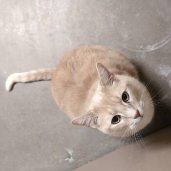 Domestic Short Hair Cats Available for Adoption - Charles | PetCurious