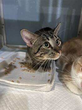 MATOR -  Domestic Short Hair Cat for Adoption in Westminster, Maryland - MATOR | PetCurious