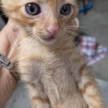 Domestic Short Hair and Siamese Cats Available for Adoption in Volcano, Hawaii - Joel AFAH-Stray-12844_2 | PetCurious