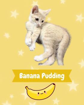 Banana Pudding -  Domestic Short Hair Cat for Adoption in Augusta, Georgia - Banana Pudding | PetCurious