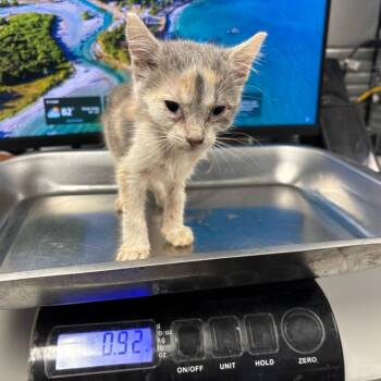 Lisa Lopes -  Domestic Short Hair Cat for Adoption in Saint Joseph, Missouri - Lisa Lopes | PetCurious