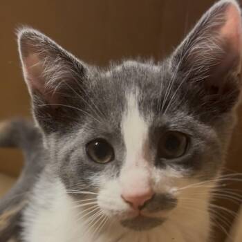 Merryweather -  Domestic Short Hair Cat for Adoption in Midland, Texas - Merryweather | PetCurious