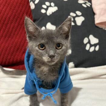 Evermeet -  Domestic Short Hair Cat for Adoption in Fredericksburg, Virginia - Evermeet | PetCurious