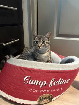 Rescue Tabby and Domestic Short Hair Cats for Adoption in Dallas, Texas - Shelly | PetCurious