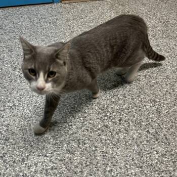 Peanut Butter -  Domestic Medium Hair Cat for Adoption in Cheyenne, Wyoming - Peanut Butter | PetCurious